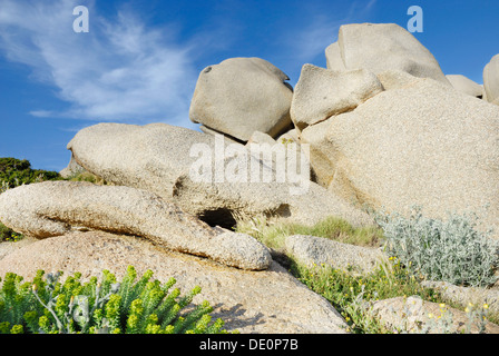 Mediterrane Vegetation, Meer Wolfsmilch (Euphorbia Paralias) wächst in den Spalten der erodierten Granitblöcken, Capo Testa Stockfoto