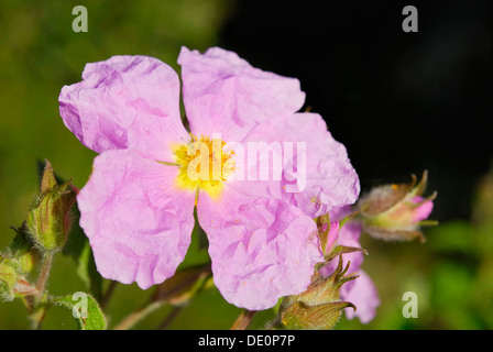 Kretische Rock rose (Cistus Creticus L.), Sardinien, Italien, Europa Stockfoto