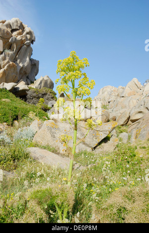 Gelbe Blütenstände von den riesigen Fenchel (Ferula Communis) in bizarren Felsformationen an der Küste des Mittelmeers, Capo Testa Stockfoto