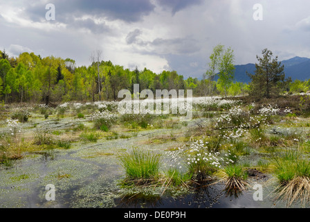 Blühende Wollgras, Wollgras oder Cottonsedge (Wollgras SP.) im Hochmoor Feuchtgebiete, Nicklheim, Bayern Stockfoto