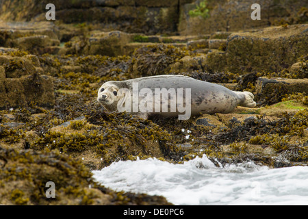 Kegelrobbe (halichoerus grypus), Farne Islands, Northumberland, England, Vereinigtes Königreich, Europa Stockfoto