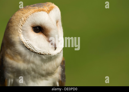 Schleiereule, Tyto Alba, thront auf hölzernen Zaunpfosten. In Gefangenschaft. Stockfoto