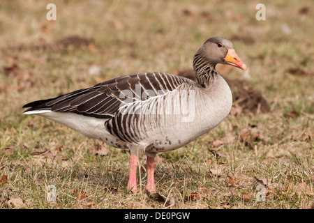 Graugans (Anser anser) auf einem Feld, Kassel, Hessen Stockfoto