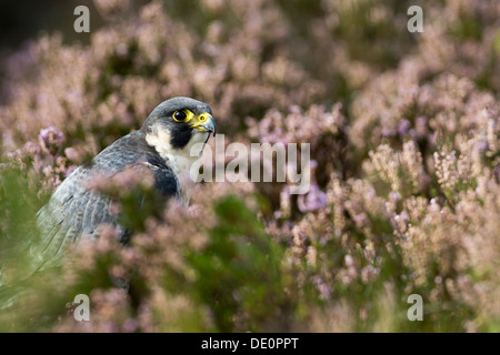 Wanderfalke, Falco Peregrinus, ruht im Heidekraut auf Moorland, Yorkshire, Großbritannien. Gefangener Vogel. Stockfoto