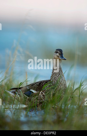 Stockente (Anas Platyrhynchos) am Ufer in der Nähe von Konstanz am Bodensee, Baden-Württemberg, PublicGround Stockfoto