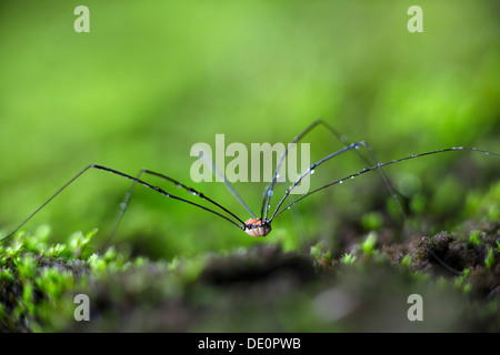 Daddy Langbein oder Harvestman (Opiliones) auf Moos Stockfoto