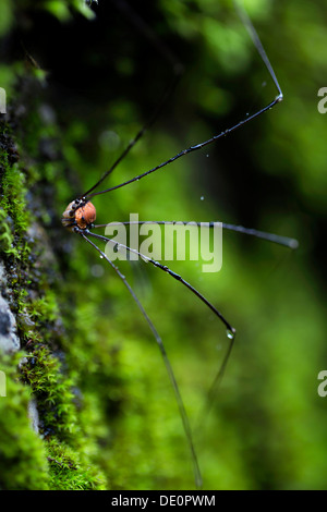 Daddy Langbein oder Harvestman (Opiliones) auf Moos Stockfoto