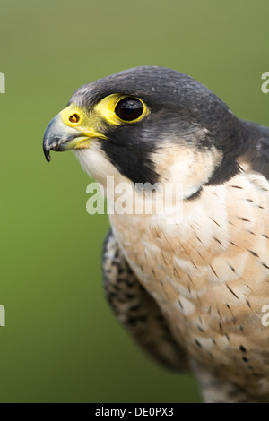 Nahaufnahme von einem männlichen Wanderfalken Falco Peregrinus. Gefangener Vogel. Stockfoto