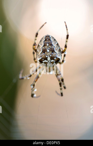 Gemeinsamen Orb weben Spinne (Araneus SP.) auf seiner Web, Konstanz, Baden-Württemberg Stockfoto