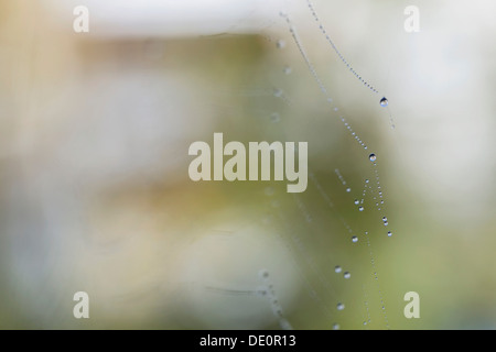 Wassertropfen auf Web ein Radnetz Spinne, Konstanz, Baden-Württemberg Stockfoto