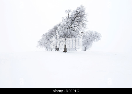 Buche (Fagus Sylvatica), wind geformten Buche bei Mt Schauinsland im winter Stockfoto