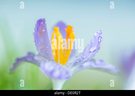 Krokus (Crocus Tommasinianus) Arten Stockfoto