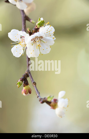 Aprikosenbaum (Prunus Armeniaca), Zweig mit Blüten Stockfoto