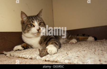 Hauskatze, Hauskatze (Felis Catus), fängt, spielt mit gemeinsamen Hausmaus (Mus Musculus) Stockfoto