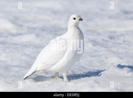 Weibliche Moorschneehuhn oder Willow Ptarmigan (Lagopus Lagopus), im Winterkleid, Haines Pass, Britisch-Kolumbien, B, C., Kanada Stockfoto