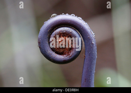 Alten Welt gegabelt Farn (Dicranopteris Linearis), ein Farn Wedel unfurling, Big Island, Hawaii, USA Stockfoto