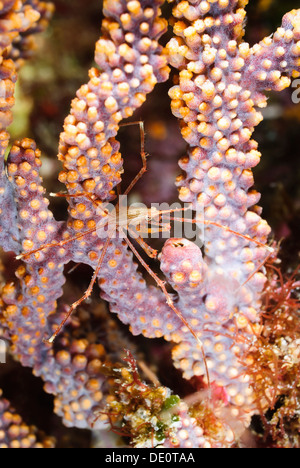 Juvenile Panamic Pfeil Krabbe, Stenorhynchus Debilis, Sea of Cortez, Mexiko, Pazifik Stockfoto