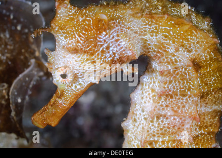 Pazifische Seepferdchen, Hippocampus Ingens, Sea of Cortez, Mexiko, Pazifik Stockfoto