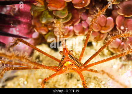 Panamic Pfeil Krabbe, Stenorhynchus Debilis mit Hydrozoen die seine Beine, Sea of Cortez, Mexiko, Pazifik Stockfoto