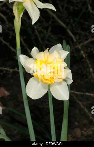 Nahaufnahme des doppelten Narzisse Blume - New Zealand Hybrid 'Pukenui' - Narcissus - Familie Amaryllisgewächse Stockfoto