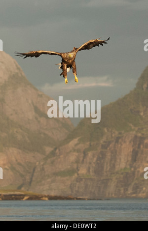 Seeadler, die auch als Seeadler (Haliaeetus Horste), Flatanger, Norwegen Stockfoto