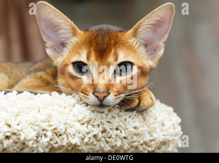 Junge Abessinier Katze liegend am Baum Katzenmöbel Stockfoto