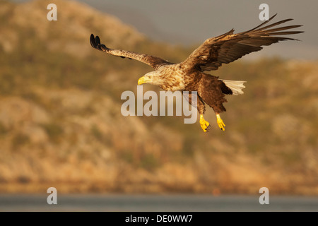 Seeadler, die auch als Seeadler (Haliaeetus Horste), Flatanger, Norwegen Stockfoto