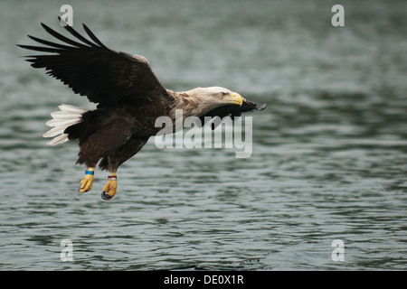 Seeadler, die auch als Seeadler (Haliaeetus Horste), Flatanger, Norwegen Stockfoto