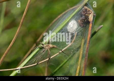 Weibliche Baumschule Web Spider Pisaura Mirabilis (Nursery Web Spider Familie) an ihre zeltartige Spinnennetz Stockfoto