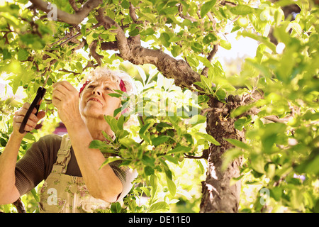 Senior Frauenbeschneidung getrockneten Knospen aus dem Baum. Ältere Frau im Garten arbeiten in ihren Hof. Stockfoto