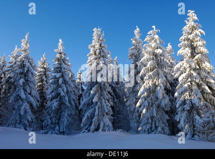 Europäische Silber Tannen (Abies Alba) in Frost und Schnee, Schauinsland Berg, Schwarzwald, Baden-Württemberg Stockfoto