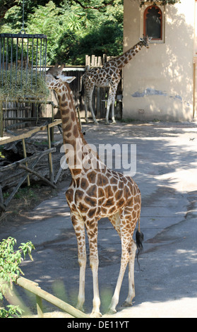 zwei große Giraffen mit langen Hälsen während des Essens in einem zoo Stockfoto