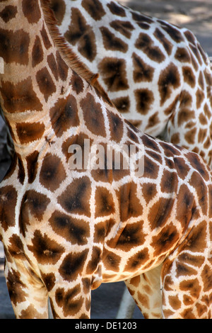 Detail der schöne Gefleckte Fell Mantel von zwei afrikanischen Giraffen Stockfoto