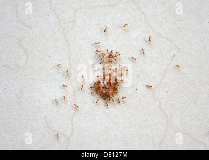 Verrückte Ameisen versuchen, Nahrung zu tragen Stockfoto