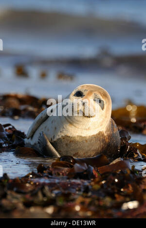 Hafen-Dichtung (Phoca Vitulina), junge ruht auf angespülten Algen, hohe Gezeiten, Nordsee, Duene, Helgoland, Schleswig-Holstein Stockfoto