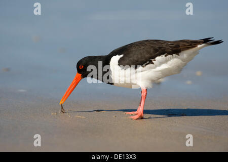 Eurasischen Austernfischer (Haematopus Ostralegus), Nordsee, Duene, Helgoland, Schleswig-Holstein Stockfoto