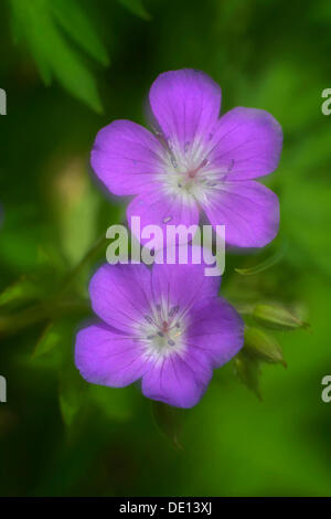 Wiese Storchschnäbel (Geranium Pratense), Schwäbische Alb, Baden-Württemberg Stockfoto