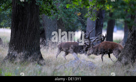 Rothirsch (Cervus Elaphus), Brunftzeit der Hirsche, kämpfen, Jaegersborg, Dänemark, Skandinavien, Europa Stockfoto