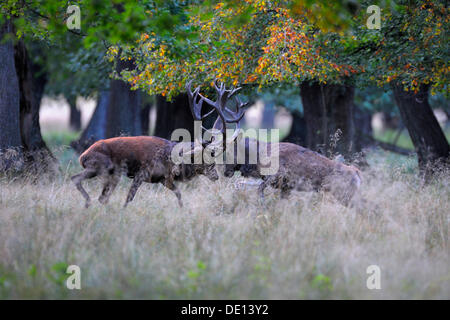 Rothirsch (Cervus Elaphus), Brunftzeit der Hirsche, kämpfen, Jaegersborg, Dänemark, Skandinavien, Europa Stockfoto