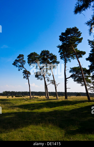 Breckland Bäume Föhre Pinus Sylvestris Landschaft Stockfoto