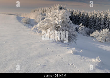 Winter im Biosphaerengebiet sch.ools.it Alb Biosphärenreservat, Schwäbische Alb, Baden-Württemberg Stockfoto