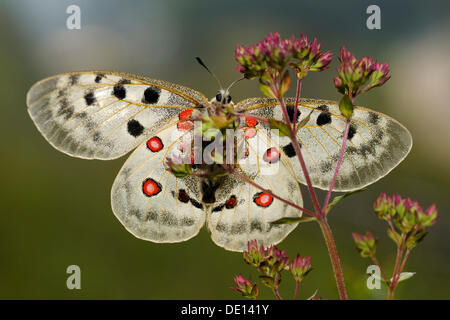 Berg-Apollo-Falter (schon Apollo), Biosphaerengebiet sch.ools.it Alb Biosphärenreservat, Schwäbische Alb Stockfoto