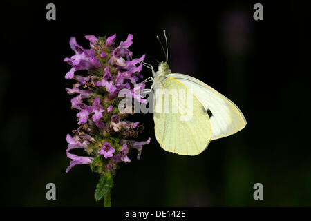 Kleine weiße (Pieris Rapae), Fütterung auf eine Hedge Woundwort (Niederwendischen Sylvatica), Biosphaerengebiet sch.ools.it Alb-Biosphäre Stockfoto