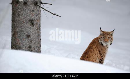 Eurasischer Luchs (Lynx Lynx), im Tiefschnee, Gehäuse, Nationalpark, Bayerischer Wald, Bayern Stockfoto