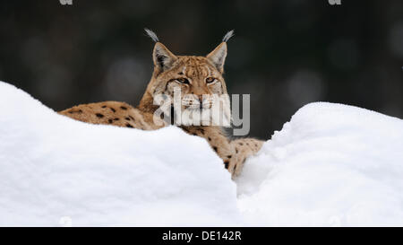 Eurasischer Luchs (Lynx Lynx), im Tiefschnee, Gehäuse, Nationalpark, Bayerischer Wald, Bayern Stockfoto