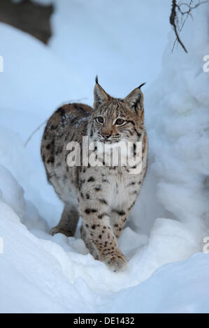 Eurasischer Luchs (Lynx Lynx), Jungtier, ausgeführt durch den Tiefschnee, Verbindung, Bayerischen Wald National Forest, Bayern Stockfoto