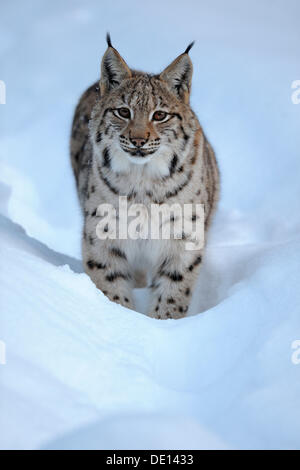 Eurasischer Luchs (Lynx Lynx), Jungtier, ausgeführt durch den Tiefschnee, Verbindung, Bayerischen Wald National Forest, Bayern Stockfoto