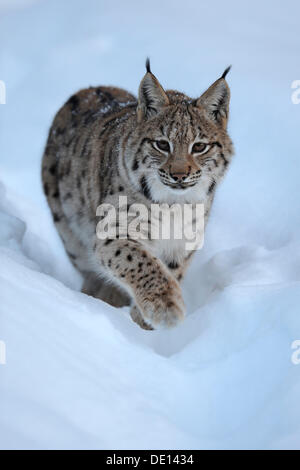 Eurasischer Luchs (Lynx Lynx), Jungtier, ausgeführt durch den Tiefschnee, Verbindung, Bayerischen Wald National Forest, Bayern Stockfoto