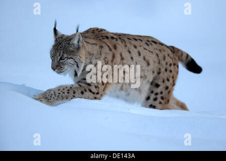 Eurasischer Luchs (Lynx Lynx), ausgeführt durch den Tiefschnee, Verbindung, Bayerischen Wald National Forest, Bayern Stockfoto