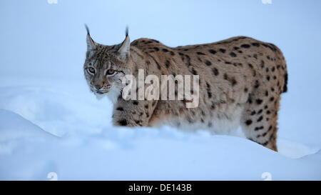 Eurasischer Luchs (Lynx Lynx), ausgeführt durch den Tiefschnee, Verbindung, Bayerischen Wald National Forest, Bayern Stockfoto